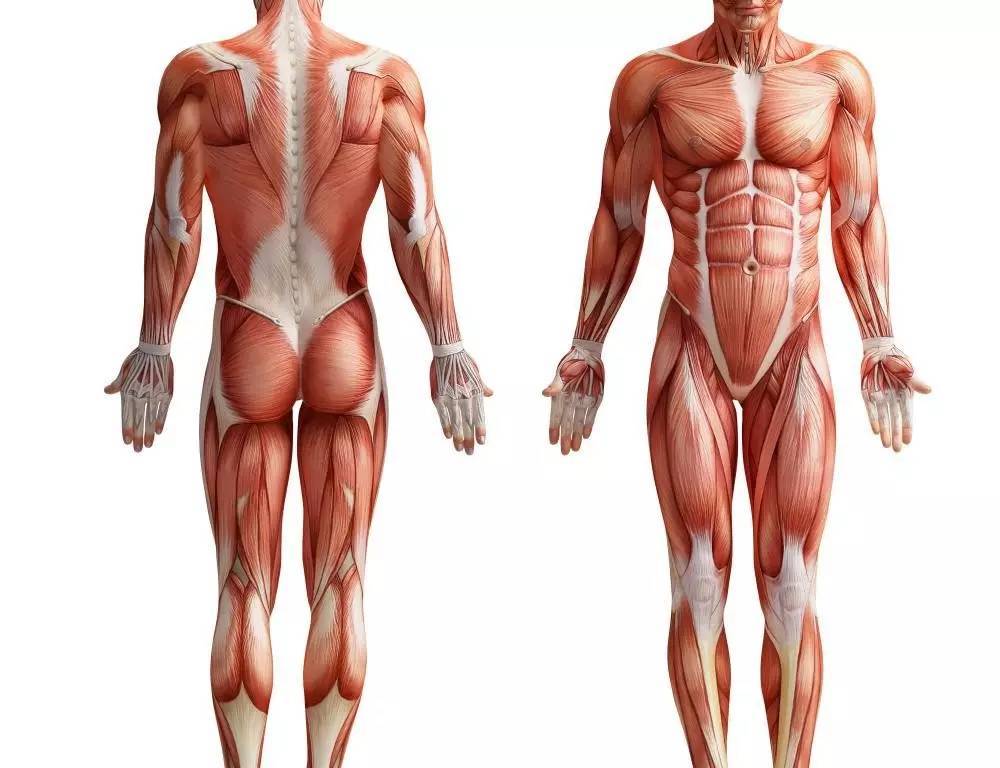 上半身很瘦下身胖该怎么办,上半身很瘦但是肚子上肉很多