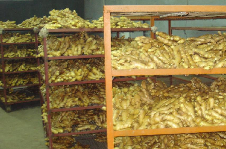 教会你如何采收生姜,生姜在采收的过程中应该注意什么