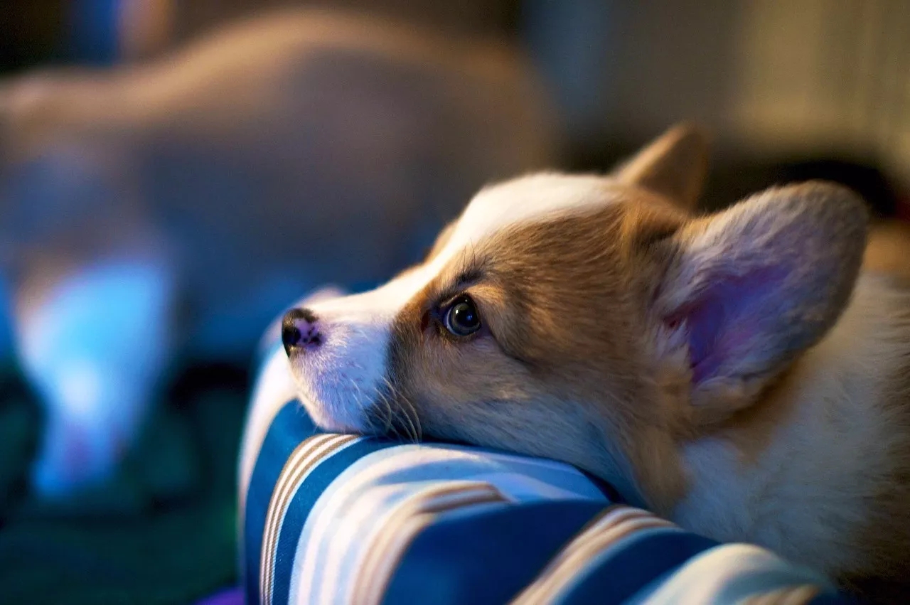 短腿美图,高清小短腿美图