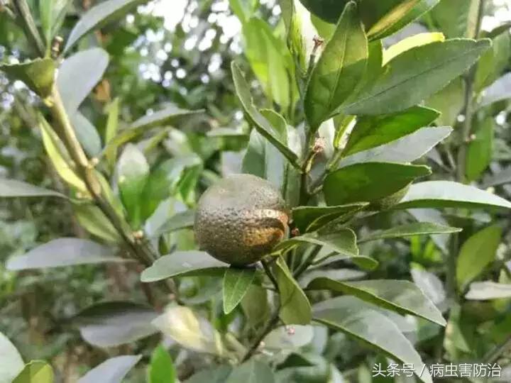 锈皮果能吃吗,锈皮虱早期危害