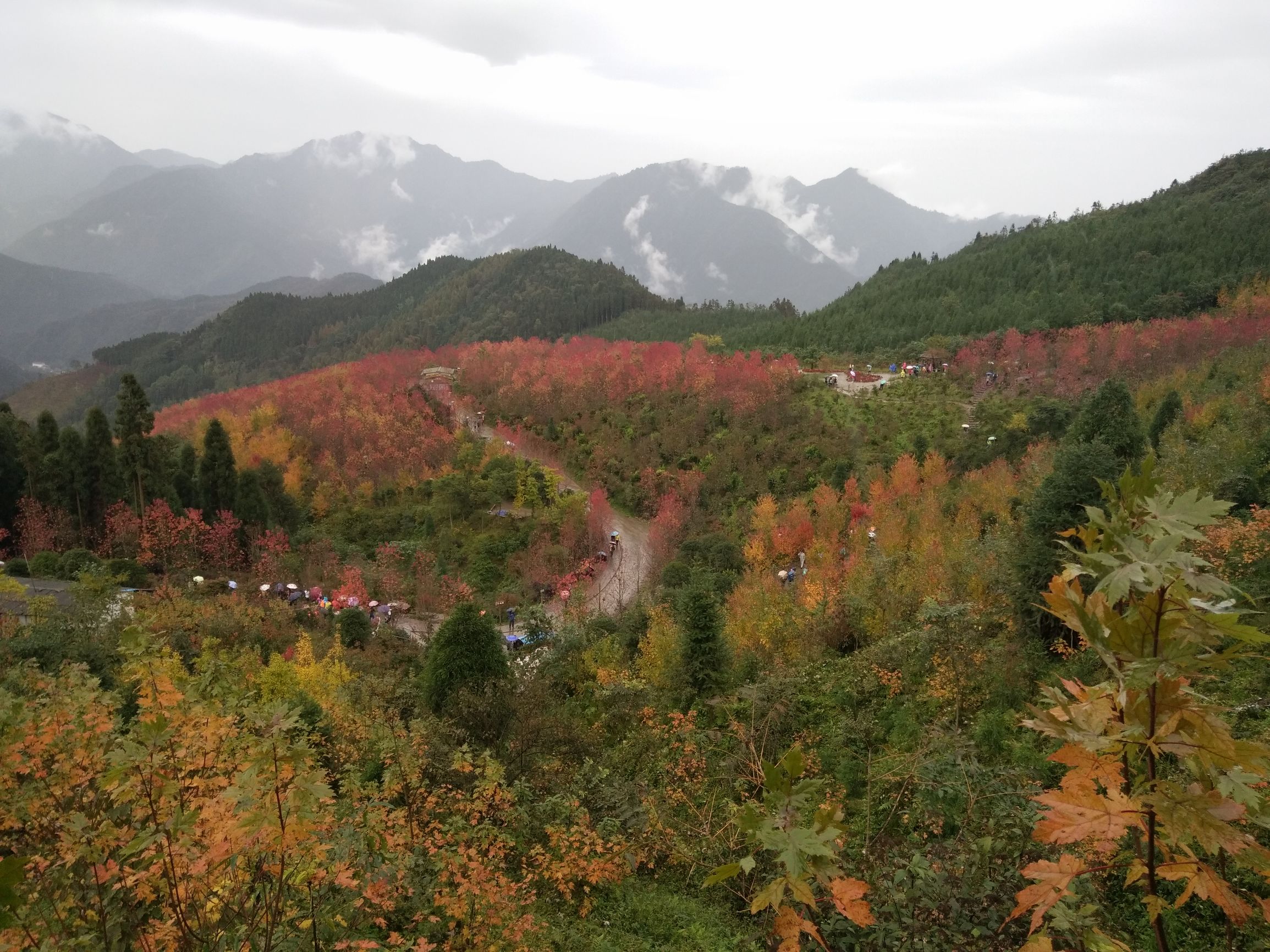 德阳红枫岭旅游,德阳市什邡市红枫岭景区