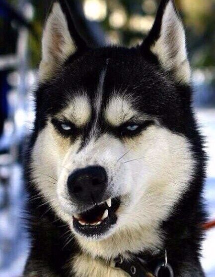 血狼犬黄宏完整版,血狼犬黄宏回忆往事泪流满面