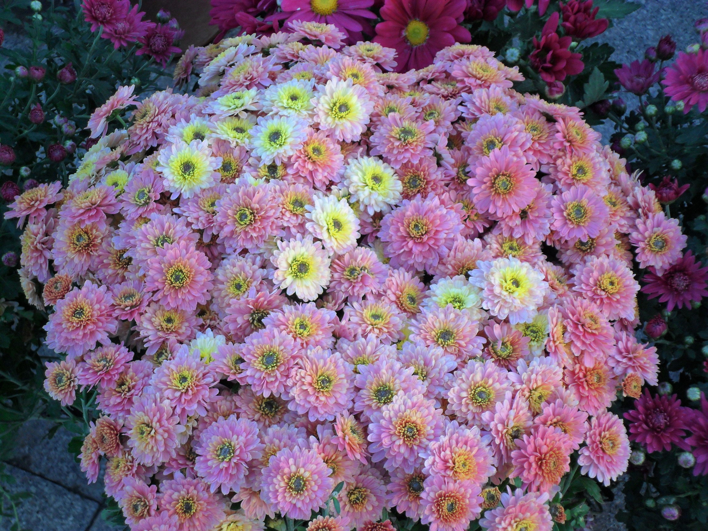 菊花唯美诗句图,关于菊花的诗句图片