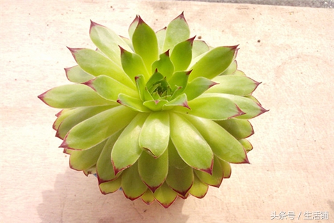 景天科1000种多肉植物图鉴,常见的景天科多肉植物的名称