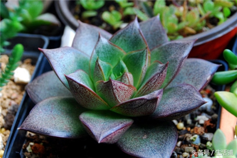 景天科1000种多肉植物图鉴,常见的景天科多肉植物的名称