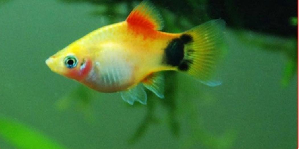 观赏鱼月光鱼图片,热带彩虹小型鱼观赏鱼