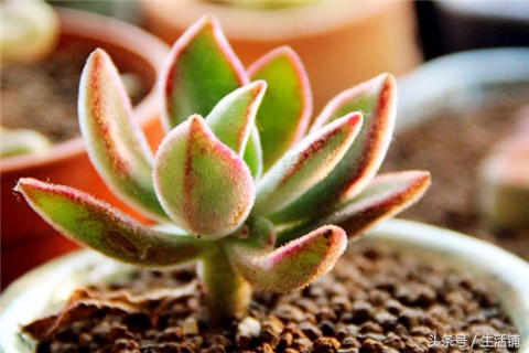 景天科1000种多肉植物图鉴,常见的景天科多肉植物的名称