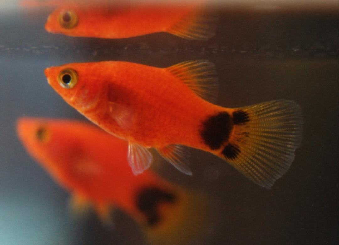 观赏鱼月光鱼图片,热带彩虹小型鱼观赏鱼