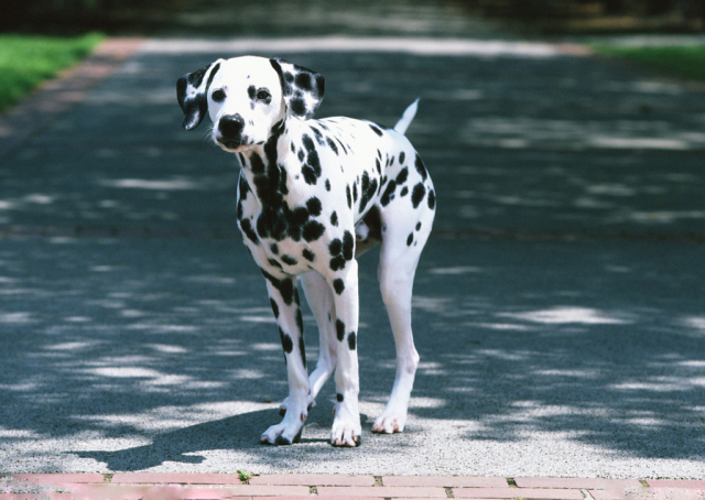 斑点狗多大开始长斑点,斑点狗身上的斑点怎么多一点