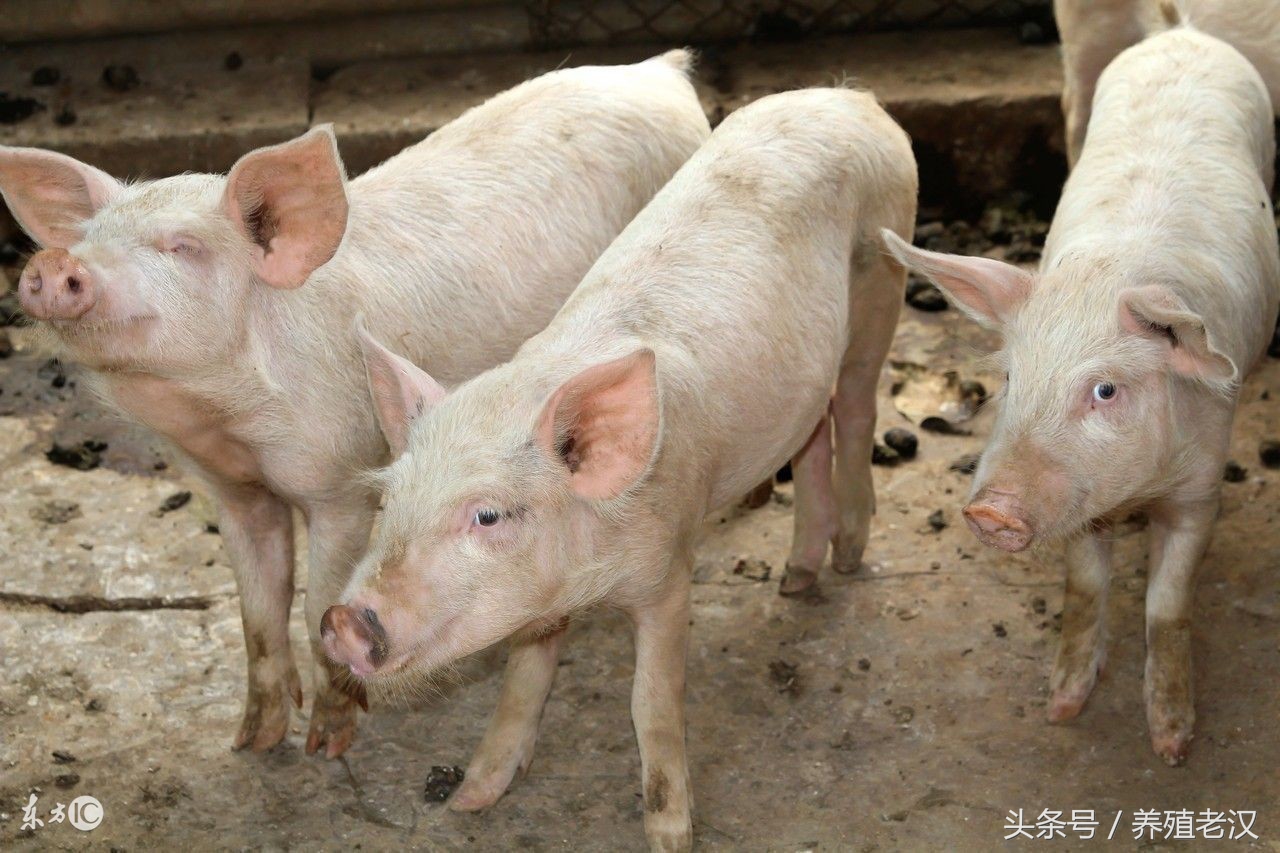 养小香猪尿尿问题怎么解决,硫酸镁注射液可以治疗便秘吗