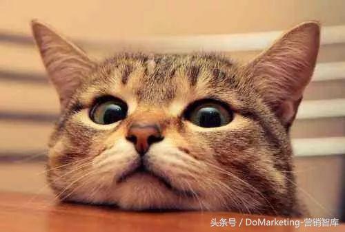 不撸猫做不好萌宠广告？你今天吸猫了吗？