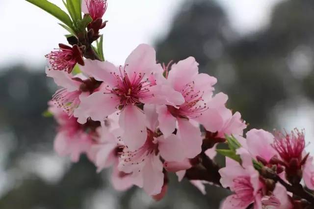 福利春季晒花大赛开始投票啦，价值万元好礼等你来拿！（后附石象湖门票中奖名单）