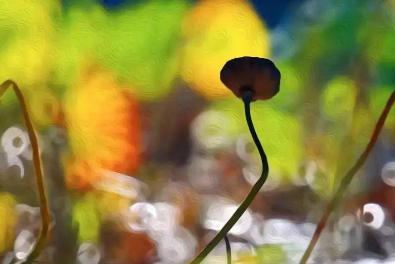 荷花依然淡淡香,走过四季荷花依然香下一句