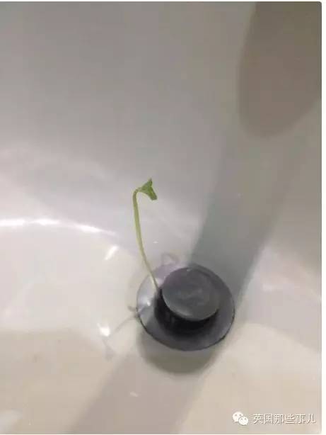 自从这公司出了款带豆子的按摩皂...英国人澡堂开始不对了...