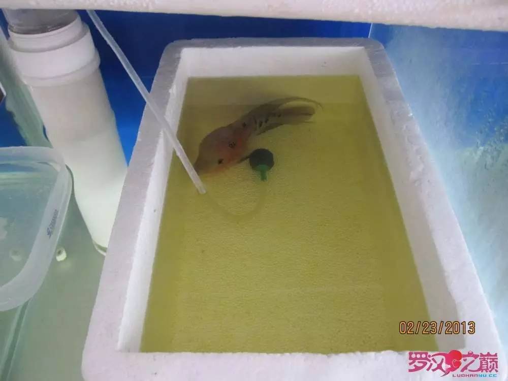 慢性肠炎怎么治疗好能彻底去根,猫胃肠炎的症状判断及治疗方法