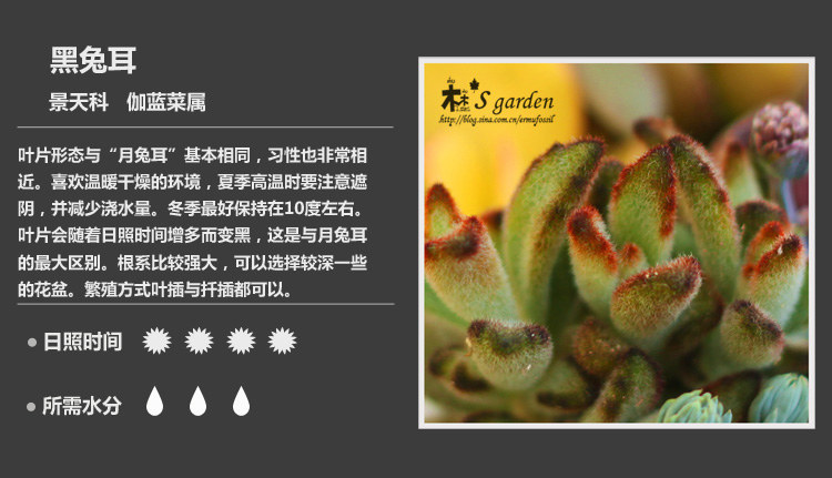 史上最全的多肉植物名字对照图，终于找齐了！