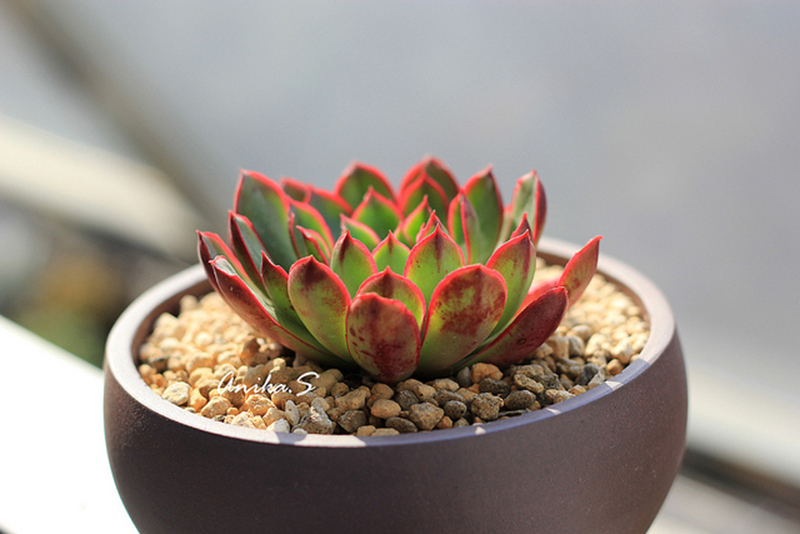 罗西玛种类,罗西玛多肉杂交品种