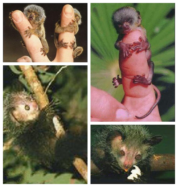 世界上最小的猴子视频,世界上最小的猴子图片