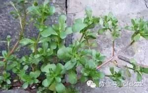 春季野菜采摘图解高清图片,春季野菜多种做法