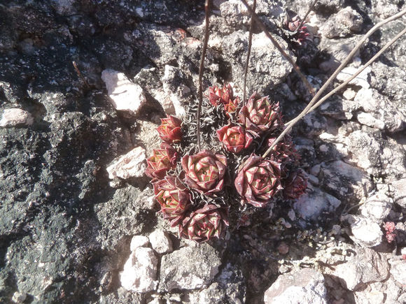 罗西玛种类,罗西玛多肉杂交品种