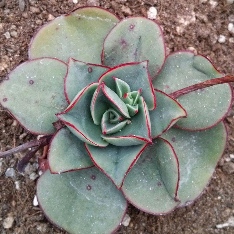 罗西玛种类,罗西玛多肉杂交品种