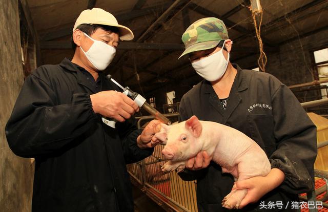 养猪户的猪得口蹄疫怎么处理,养猪口蹄疫用什么药可以预防