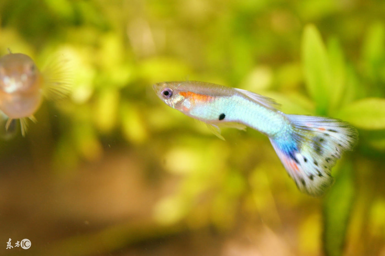 孔雀鱼的养护和繁殖方法,孔雀鱼繁殖隔离盒怎么做