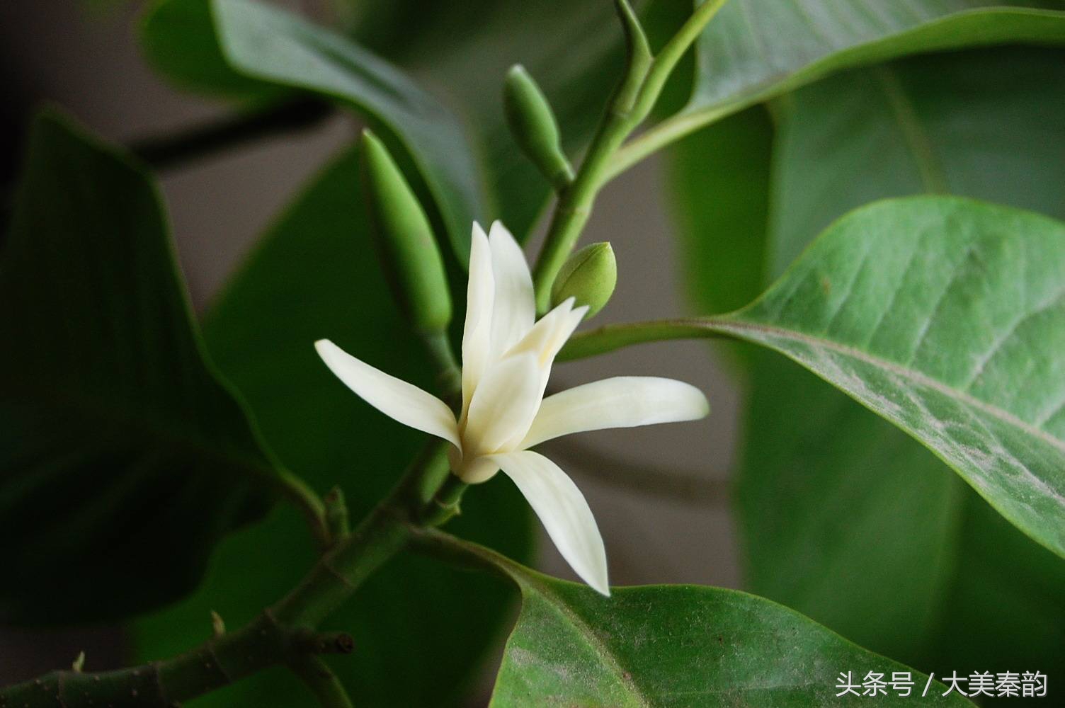 全国各地市花大全,各地市花是什么花