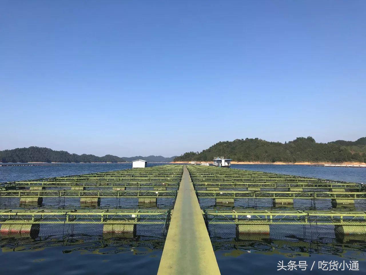 驱车4小时，终于品尝到传说中的“鱼子酱”！带你深挖背后的故事