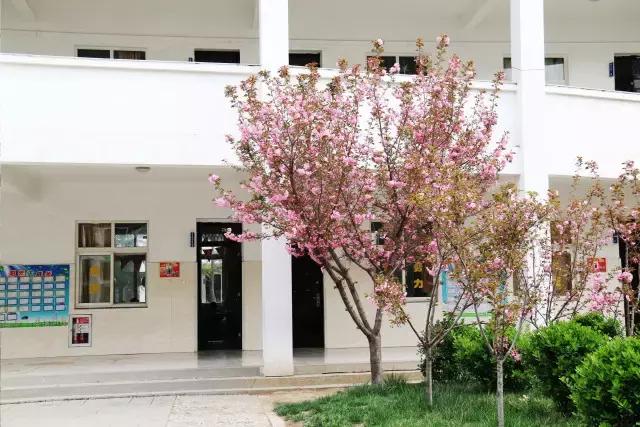 相约一起赏樱花,相约樱花园美景图片