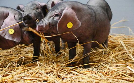 网易做养猪的公司叫什么,网易老板养猪亏了多少钱