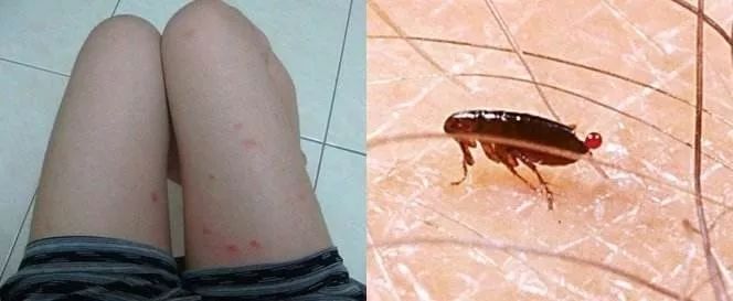 猫咪生病了怎么办?看这篇内容就够了