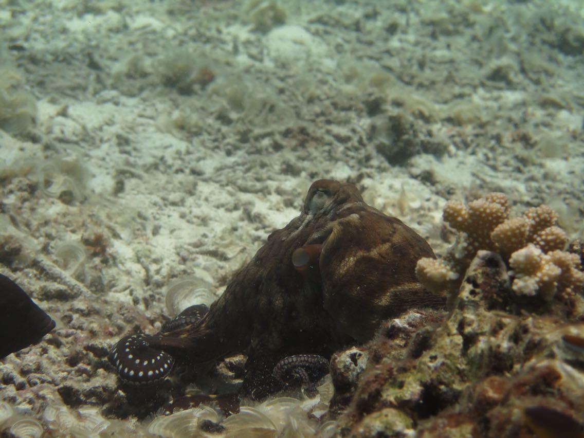 普吉岛7月潜水,泰国普吉岛潜水怎么样拍照好看