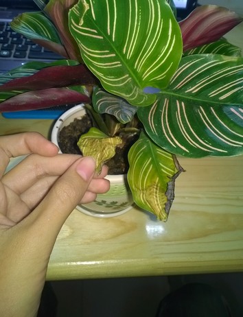 盆栽栀子花叶子变黄怎么办,盆栽石榴叶子变黄什么原因