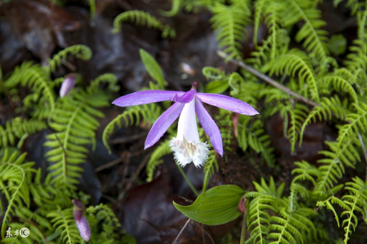 一花一世界一叶一菩提本来无一物,一花一世界一叶一菩提