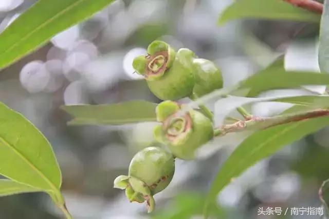 你好南宁纪录片,南宁师范大学介绍
