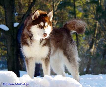 阿拉斯加幼犬吃什么补钙最好 (幼犬缺钙需要打针补钙吗)