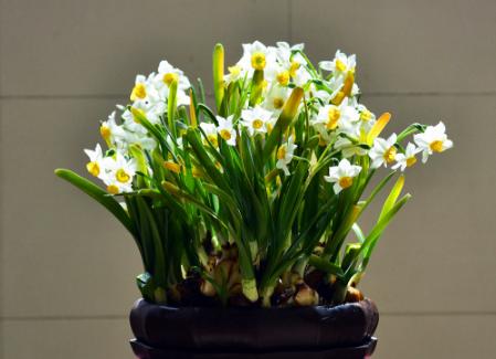水仙种球是水培还是土培好,水仙种球什么时间上盆