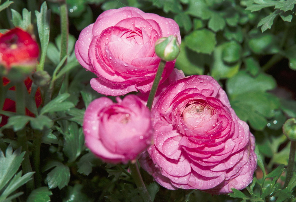 简单种花教程快速的把花养好,各种花的养殖修剪方法