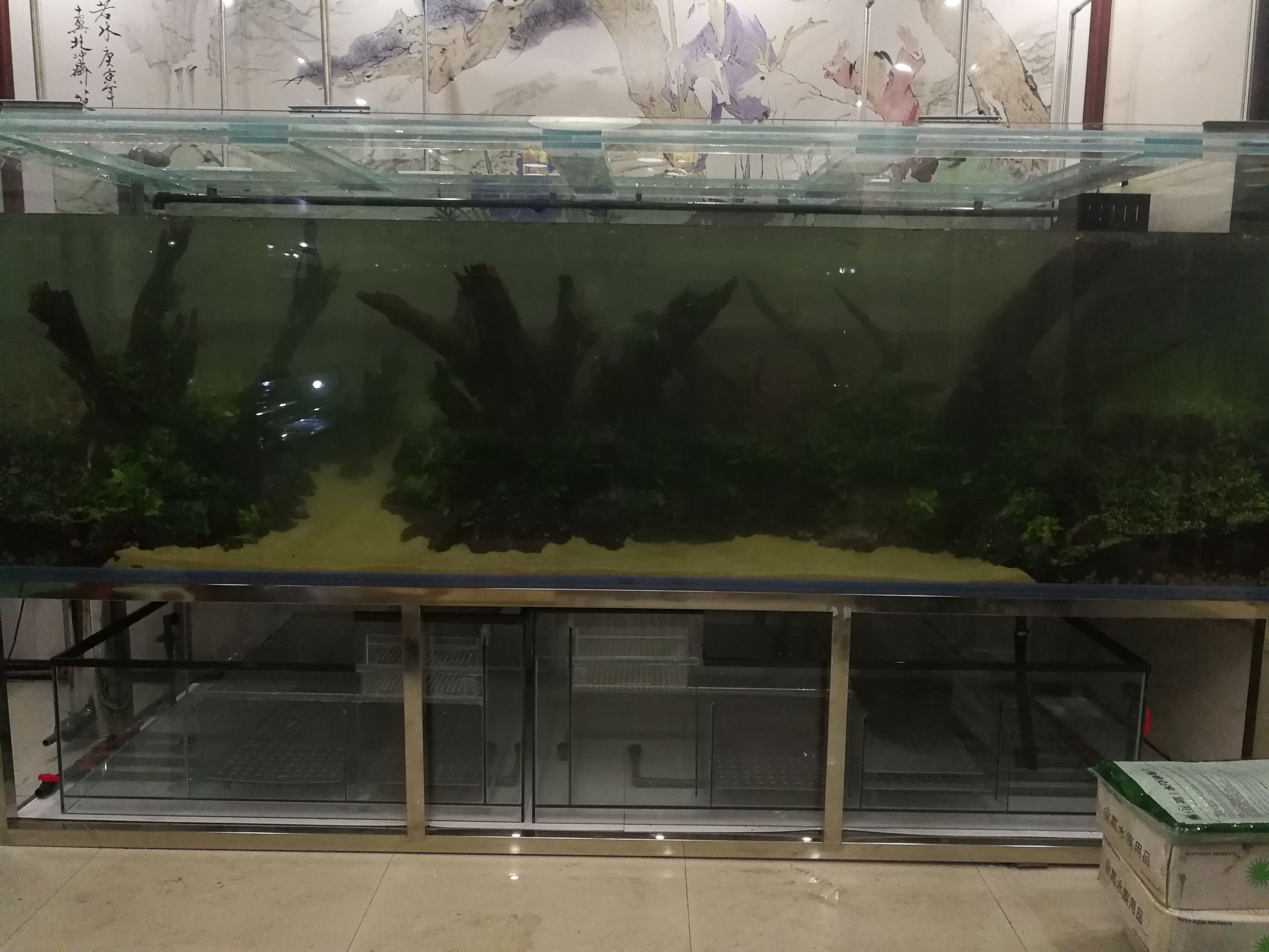 水草缸可以养龙鱼吗,震撼草缸