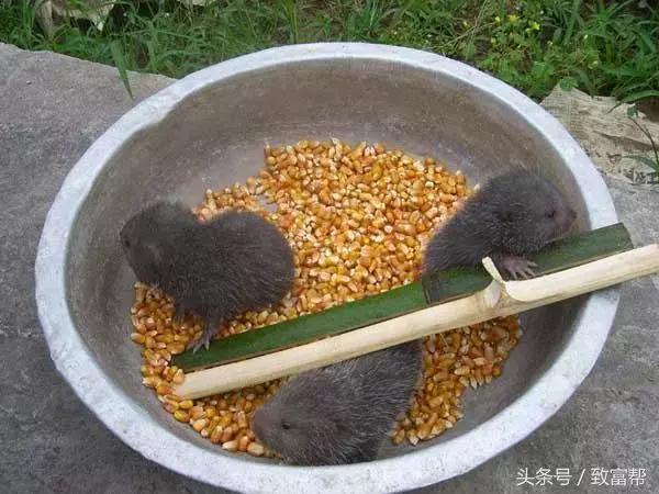 养老鼠有经济效益吗,竹鼠有什么经济效益