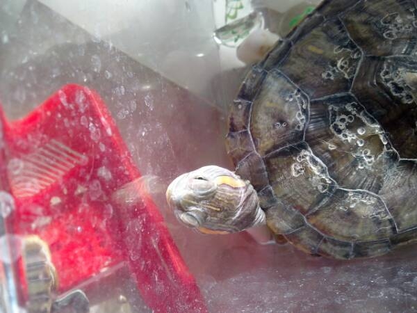 小病怎么治疗才有效,小病治疗常识大全