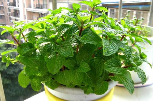 水培薄荷叶子发黄枯萎怎么办,小薄荷叶子发黄怎么办