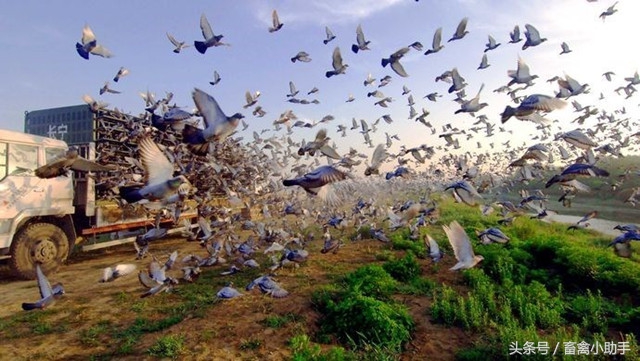 鸽子饮水有讲究，你做到了吗？