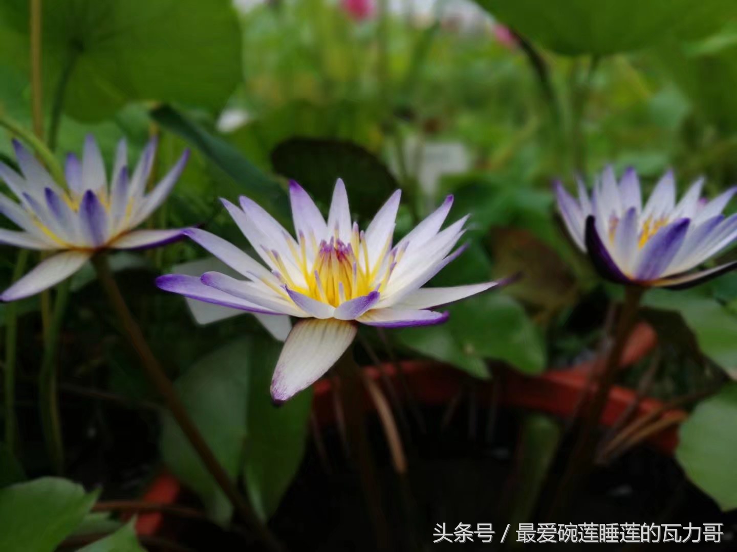 漂亮又省心的睡莲,花中的睡美人睡莲