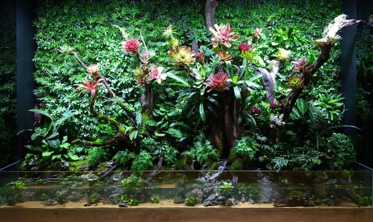 水草缸可以养龙鱼吗,震撼草缸