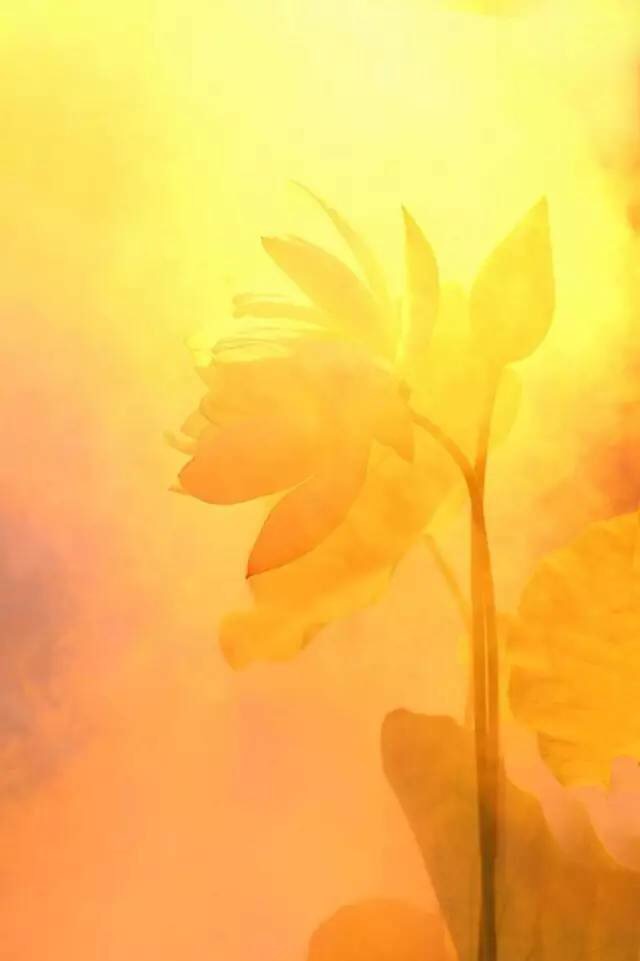 一花一世界一叶一菩提,禅悟一花一世界一叶一菩提