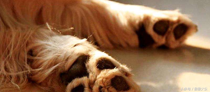 冷知识集合,狗爪爪的冷知识