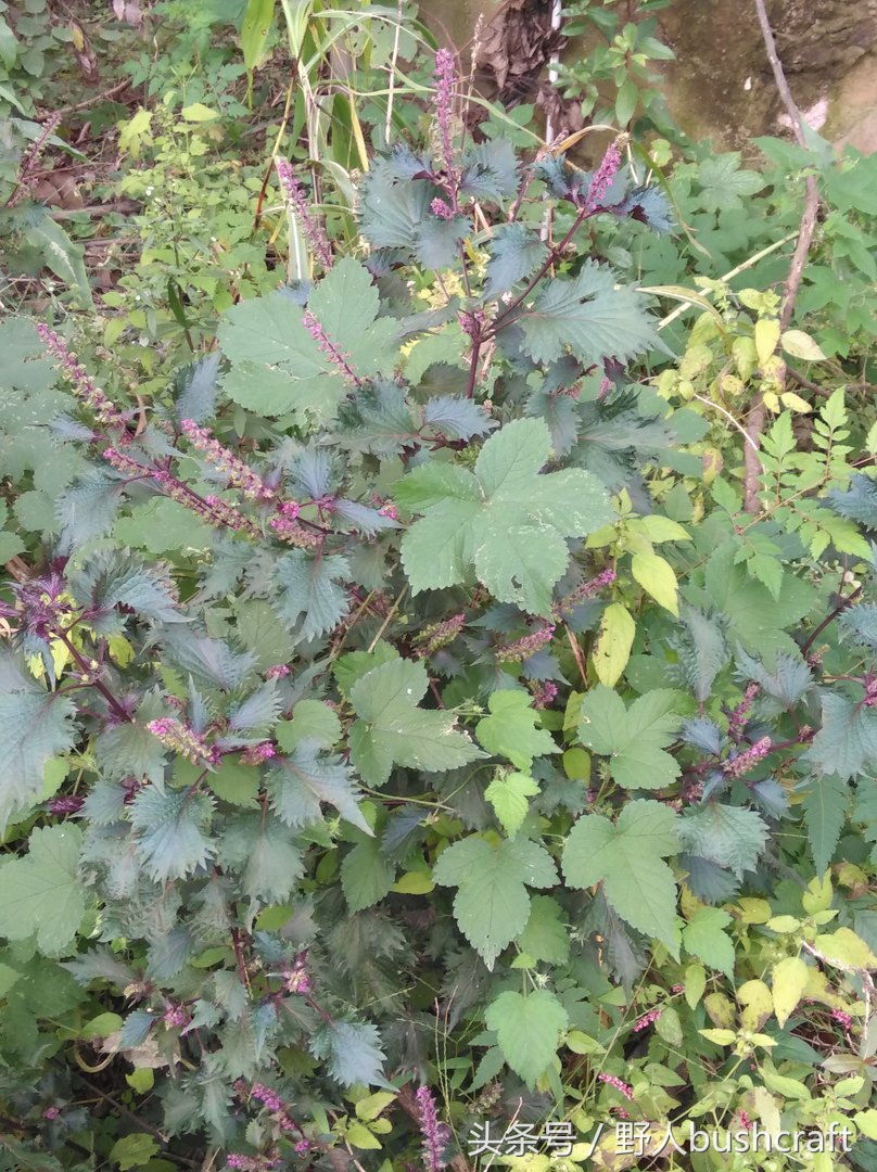 给孩子补充dha还需要补亚麻酸吗,想给孩子补充维生素和微量元素