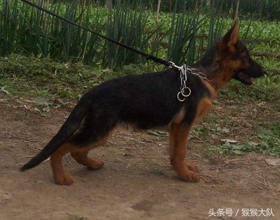 冷知识集合,狗爪爪的冷知识